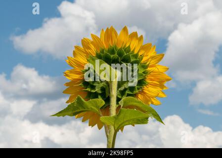 Un grande girasole si estende verso il sole in un cielo blu. C'è una piccola mosca su uno dei pedali del fiore. I petali sono gialli e il gambo Foto Stock