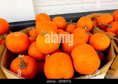 Zucche (Cucurbita) in un bidone di cartone per la vendita al di fuori di un negozio di alimentari. Foto Stock