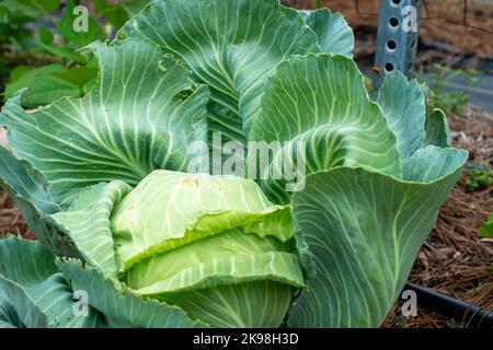 Una grande testa di cavolo verde che cresce in un giardino biologico. La grande palla vegetale è verde intenso con il sole che splende su di essa. Il centro è luminoso Foto Stock