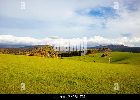 Paesaggio vicino a Derby in Tasmania Australia Foto Stock