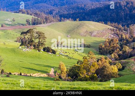 Paesaggio vicino a Derby in Tasmania Australia Foto Stock