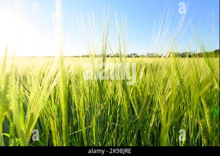 Bel campo verde di cereali di orzo fresco. Sfondo Foto Stock