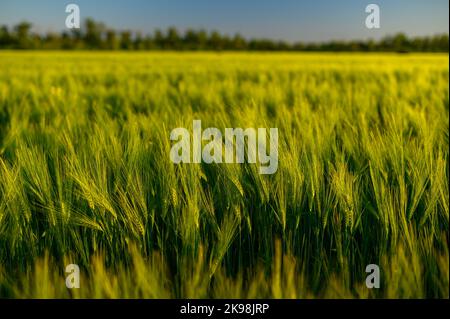 Bel campo verde di cereali di orzo fresco. Sfondo Foto Stock