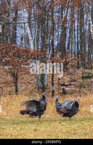 Tom tacchini in un giorno d'autunno nel Wisconsin settentrionale. Foto Stock