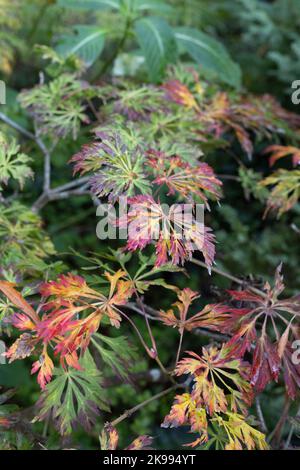 Acer palmatum 'Garnet' in autunno. Foto Stock