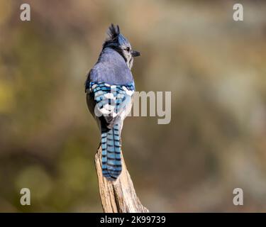 Un blue jay si siede in cima ad un moncone spiovente in Cheyenne Wyoming Foto Stock