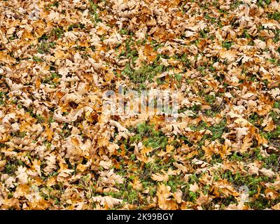 Foglie secche gialle cadute sparse ovunque sull'erba verde Foto Stock