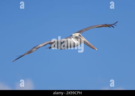 Adulto Pelican marrone (Pelecanus occidentalis) in volo, in Florida. Foto Stock