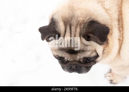 pug cane ritratto nel closeup neve Foto Stock