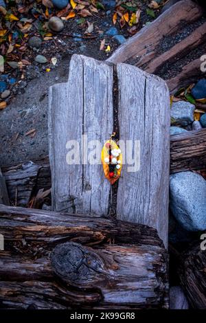 Foglia gialla, bacche selvatiche, driftwood, costa nord-occidentale del Pacifico, Zen vibes, Autmn autunno ottobre Foto Stock