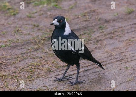 Primo piano di una magpie australiana, Gymnorhina tibicen sul terreno. Foto Stock