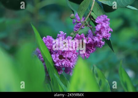 Primo piano Lagerstroemia sp. O mirto di colza viola o mirto di crepe fiorisce in giardino, sfondo natura di Blur. Foto Stock