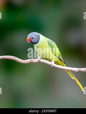 Un colpo verticale di un paracaduta a testa di slaty seduto su un ramo di albero Foto Stock