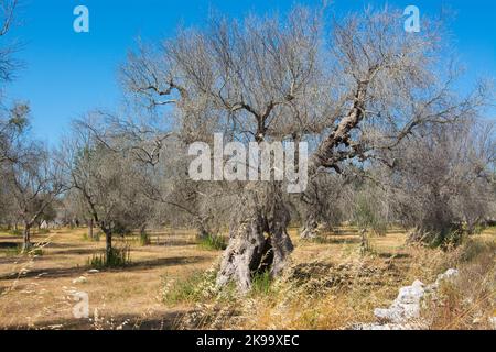 Olivi infestati (batterio Xylella Fastidiosa), Salento, Puglia, Italia Foto Stock
