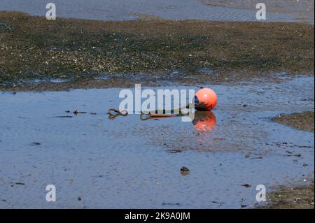 Un punto di ancoraggio con una boa arancione attaccata giace su sabbia bagnata in bassa marea. La boa si riflette nell'acqua. Foto Stock