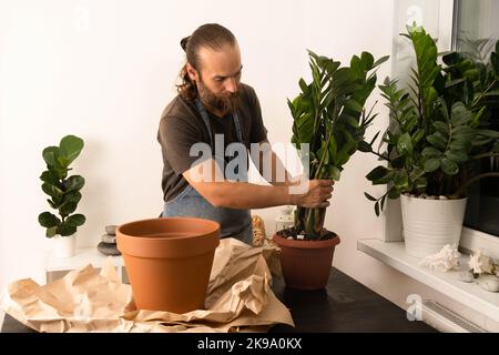 Un uomo in un grembiule pianta zamiokulkasin un grande vaso di fiori. Giardinaggio, piantatura di primavera, cura di piante di casa. Il concetto di amore per la natura. Ecologia e ambiente. Negozio di piante di fiori. Casa dolce. Spazio per la copia. Foto Stock