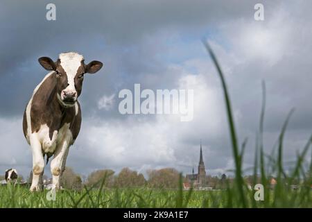 Cuore che scalda le mucche olandesi Foto Stock