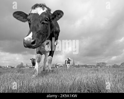 Cuore che scalda le mucche olandesi Foto Stock