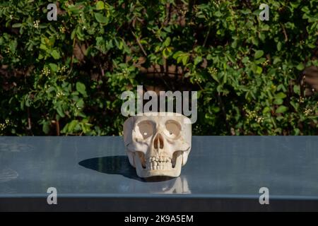 un cranio di plastica si trova su una panchina grigia nei parchi Foto Stock