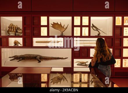 Ragazza alla ricerca di animali imbalsamati nel Museo delle Culture (MUDEC) di Milano - ITALIA ottobre 2022 Foto Stock