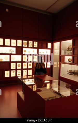 Ragazza alla ricerca di animali imbalsamati nel Museo delle Culture (MUDEC) di Milano - ITALIA ottobre 2022 Foto Stock