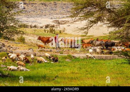 Pastore di capra, persona irriconoscibile, con mucche e capre che pascolano nella campagna keniota rurale. Agricoltura di sussistenza rudimentale. Kenya Foto Stock