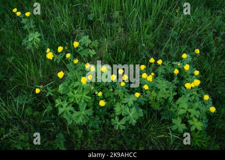 Un gruppo di fiori di globo lussureggianti, Troglius europaeus fiorisce su un prato tardo primaverile in Estonia, Nord Europa Foto Stock