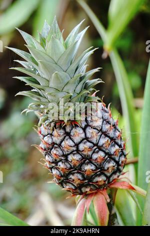 L'ananas è una pianta tropicale con un frutto commestibile Foto Stock