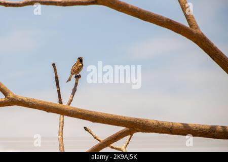 Aparecida de Goiânia, Goias, Brasile – 23 ottobre 2022: Un uccello arroccato su un ramo asciutto e senza foglie di un albero con il cielo sullo sfondo. Foto Stock