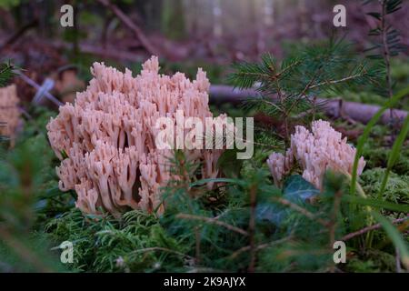 Ramaria farmosa, primo piano con funghi coralli rosa. Corallo di salmone nel terreno più fototest con muschio. Foto Stock