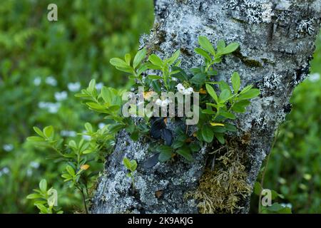 Fioritura Lingonberry, Vaccinium vitis-idaea cresce su e vecchio albero vicino Kuusamo, Finlandia settentrionale Foto Stock