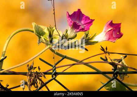 Impianto scalatore su filo, Ipomoea purpurea, Autunno, Ipomoea fiore mattina gloria fiore Foto Stock