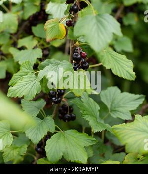 Foto scattata al National Botanic Garden Wales nel luglio 2022 che mostra il cespuglio ribes nero ribes nigrum numero 4028 Foto Stock