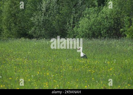 Cicogna bianca solitaria, Ciconia ciconia che cammina su una prateria in una serata estiva in Estonia, Nord Europa Foto Stock