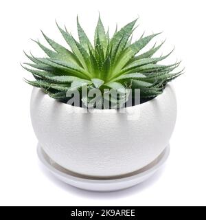 Succulente pianta di Aloe Aristata in ceramica bianca Pot isolato su sfondo bianco Foto Stock