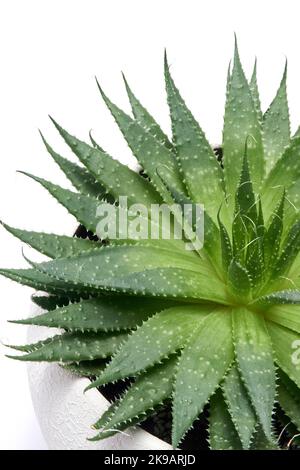 Succulente pianta di Aloe Aristata in ceramica bianca Pot isolato su sfondo bianco Foto Stock