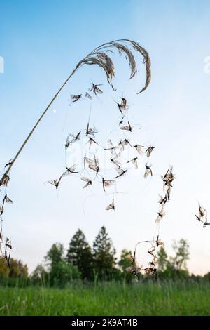 Un grande gruppo di mayflies intrappolati in una ragnatela in una tarda serata primaverile da un fiume in Estonia Foto Stock