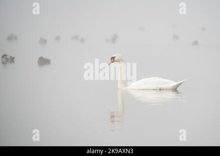 Un cigno muto (Cygnus olor) che galleggia un lago coperto di nebbia. Foto Stock