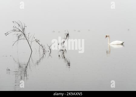 Cigno solo muto (Cygnus olor) su un lago misteriosa. Foto Stock