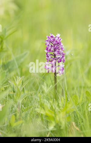 Primo piano di una bella orchidea militare, Orchis militaris fiorire su un lussureggiante prato in Estonia Foto Stock