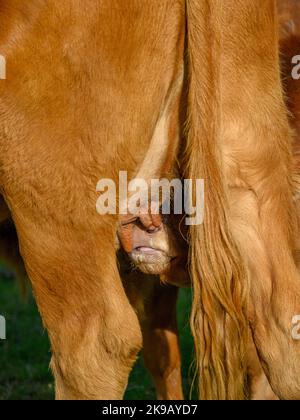 Mucca bruna illuminata dal sole e piccolo vitello neonato in piedi in campo agricolo (giovane assetato affamato, latte materno, capezzoli di mammelle in primo piano) - Yorkshire, Inghilterra, Regno Unito. Foto Stock