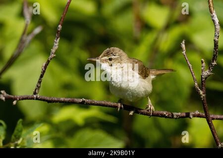 Songbird europeo il cannocchiale di Blyth arroccato in un giardino estone soleggiato durante la stagione dell'allevamento Foto Stock