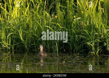 Una femmina Mallard, Anas platyrhynchos nuoto su un piccolo fiume circondato da una vegetazione lussureggiante. Girato in Estonia, Nord Europa. Foto Stock