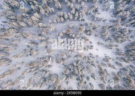 Veduta aerea di una foresta nella Lapponia finlandese vicino a Rovaniemi. Tipico scenario invernale finlandese. Foto Stock