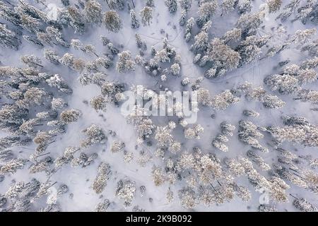 Veduta aerea di una foresta nella Lapponia finlandese vicino a Rovaniemi. Tipico scenario invernale finlandese. Foto Stock