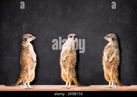 Ritratto di tre meerkat in piedi e guardarsi l'un l'altro contro la lavagna con spazio copia. Foto Stock