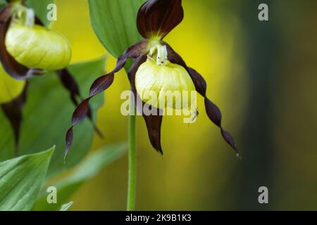 Primo piano di una piccola zanzara che riposa sull'orchidea Ladys-Slipper nella foresta boreale estone Foto Stock