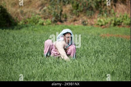 Lavoratore agricolo in abito locale. Paesaggi indiani, na, India. Architetto: Na , 2020. Foto Stock