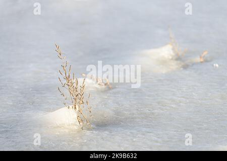 Una panicola d'erba viene da sotto il ghiaccio di un lago ghiacciato nel tardo pomeriggio durante l'inverno. Foto Stock