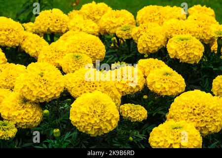 Bella vista ravvicinata dei fiori gialli del marigold azteco (Tagetes erecta) nel mese di giugno, coltivati in un giardino a Treviri, in Germania. Gli Aztechi raccolsero... Foto Stock